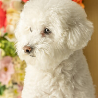 ペット写真